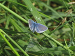 SX06657 Common Blue butterfly (Polyommatus icarus).jpg